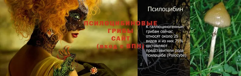 Псилоцибиновые грибы Psilocybe  купить закладку  сайты даркнета какой сайт  Камешково 